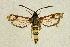  ( - CCDB-04616 B01)  @14 [ ] CreativeCommons - Attribution Non-Commercial Share-Alike (2010) Sesiidae Research Group Sesiidae Research Group