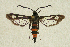  ( - CCDB-04616 B02)  @13 [ ] CreativeCommons - Attribution Non-Commercial Share-Alike (2010) Sesiidae Research Group Sesiidae Research Group