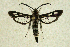  ( - CCDB-04616 B07)  @14 [ ] CreativeCommons - Attribution Non-Commercial Share-Alike (2010) Sesiidae Research Group Sesiidae Research Group