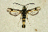  ( - CCDB-04616 B10)  @13 [ ] CreativeCommons - Attribution Non-Commercial Share-Alike (2010) Sesiidae Research Group Sesiidae Research Group