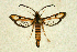  ( - CCDB-04616 B11)  @14 [ ] CreativeCommons - Attribution Non-Commercial Share-Alike (2010) Sesiidae Research Group Sesiidae Research Group