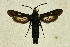  ( - CCDB-04616 B12)  @12 [ ] CreativeCommons - Attribution Non-Commercial Share-Alike (2010) Sesiidae Research Group Sesiidae Research Group