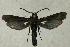  ( - CCDB-04616 C02)  @12 [ ] CreativeCommons - Attribution Non-Commercial Share-Alike (2010) Sesiidae Research Group Sesiidae Research Group