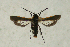  ( - CCDB-04616 C05)  @13 [ ] CreativeCommons - Attribution Non-Commercial Share-Alike (2010) Sesiidae Research Group Sesiidae Research Group