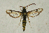  ( - CCDB-04616 C06)  @14 [ ] CreativeCommons - Attribution Non-Commercial Share-Alike (2010) Sesiidae Research Group Sesiidae Research Group