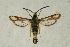  ( - CCDB-04616 C07)  @13 [ ] CreativeCommons - Attribution Non-Commercial Share-Alike (2010) Sesiidae Research Group Sesiidae Research Group