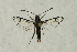  ( - CCDB-04616 C08)  @13 [ ] CreativeCommons - Attribution Non-Commercial Share-Alike (2010) Sesiidae Research Group Sesiidae Research Group