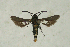  ( - CCDB-04616 D01)  @12 [ ] CreativeCommons - Attribution Non-Commercial Share-Alike (2010) Sesiidae Research Group Sesiidae Research Group