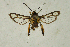  ( - CCDB-04616 D05)  @11 [ ] CreativeCommons - Attribution Non-Commercial Share-Alike (2010) Sesiidae Research Group Sesiidae Research Group