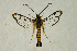  ( - CCDB-04616 D06)  @11 [ ] CreativeCommons - Attribution Non-Commercial Share-Alike (2010) Sesiidae Research Group Sesiidae Research Group