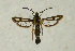  ( - CCDB-04616 D07)  @11 [ ] CreativeCommons - Attribution Non-Commercial Share-Alike (2010) Sesiidae Research Group Sesiidae Research Group