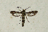  ( - CCDB-04616 D10)  @14 [ ] CreativeCommons - Attribution Non-Commercial Share-Alike (2010) Sesiidae Research Group Sesiidae Research Group