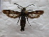  ( - CCDB-04616 E12)  @13 [ ] CreativeCommons - Attribution Non-Commercial Share-Alike (2010) Sesiidae Research Group Sesiidae Research Group