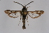  (Dipchasphecia cf. consobrina - CCDB-04609 B10)  @13 [ ] CreativeCommons - Attribution Non-Commercial Share-Alike (2010) Sesiidae Research Group Sesiidae Research Group