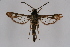  ( - CCDB-04609 C01)  @12 [ ] CreativeCommons - Attribution Non-Commercial Share-Alike (2010) Sesiidae Research Group Sesiidae Research Group