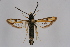  ( - CCDB-04609 C02)  @12 [ ] CreativeCommons - Attribution Non-Commercial Share-Alike (2010) Sesiidae Research Group Sesiidae Research Group