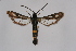  ( - CCDB-04609 C03)  @12 [ ] CreativeCommons - Attribution Non-Commercial Share-Alike (2010) Sesiidae Research Group Sesiidae Research Group