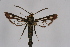  ( - CCDB-04609 C07)  @14 [ ] CreativeCommons - Attribution Non-Commercial Share-Alike (2010) Sesiidae Research Group Sesiidae Research Group