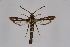  ( - CCDB-04609 C08)  @11 [ ] CreativeCommons - Attribution Non-Commercial Share-Alike (2010) Sesiidae Research Group Sesiidae Research Group