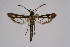  ( - CCDB-04609 C10)  @14 [ ] CreativeCommons - Attribution Non-Commercial Share-Alike (2010) Sesiidae Research Group Sesiidae Research Group