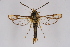  ( - CCDB-04609 E09)  @13 [ ] CreativeCommons - Attribution Non-Commercial Share-Alike (2010) Sesiidae Research Group Sesiidae Research Group