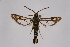  ( - CCDB-04609 F07)  @12 [ ] CreativeCommons - Attribution Non-Commercial Share-Alike (2010) Sesiidae Research Group Sesiidae Research Group