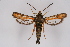  ( - CCDB-04609 F09)  @13 [ ] CreativeCommons - Attribution Non-Commercial Share-Alike (2010) Sesiidae Research Group Sesiidae Research Group