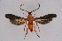  ( - CCDB-04616 F09)  @11 [ ] CreativeCommons - Attribution Non-Commercial Share-Alike (2010) Sesiidae Research Group Sesiidae Research Group