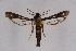  ( - CCDB-04616 F11)  @11 [ ] CreativeCommons - Attribution Non-Commercial Share-Alike (2010) Sesiidae Research Group Sesiidae Research Group