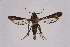  ( - CCDB-04616 F12)  @11 [ ] CreativeCommons - Attribution Non-Commercial Share-Alike (2010) Sesiidae Research Group Sesiidae Research Group