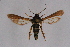  ( - CCDB-04616 G05)  @13 [ ] CreativeCommons - Attribution Non-Commercial Share-Alike (2010) Sesiidae Research Group Sesiidae Research Group