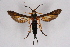  ( - CCDB-04616 G07)  @11 [ ] CreativeCommons - Attribution Non-Commercial Share-Alike (2010) Sesiidae Research Group Sesiidae Research Group