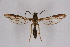  ( - CCDB-04616 G11)  @11 [ ] CreativeCommons - Attribution Non-Commercial Share-Alike (2010) Sesiidae Research Group Sesiidae Research Group