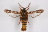  (Pennisetia fixseni admirabilis - CCDB-04616 H03)  @11 [ ] CreativeCommons - Attribution Non-Commercial Share-Alike (2010) Sesiidae Research Group Sesiidae Research Group