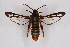  ( - CCDB-04616 H05)  @11 [ ] CreativeCommons - Attribution Non-Commercial Share-Alike (2010) Sesiidae Research Group Sesiidae Research Group