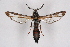  ( - CCDB-04616 H04)  @11 [ ] CreativeCommons - Attribution Non-Commercial Share-Alike (2010) Sesiidae Research Group Sesiidae Research Group