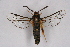  ( - CCDB-04609 F11)  @13 [ ] CreativeCommons - Attribution Non-Commercial Share-Alike (2010) Sesiidae Research Group Sesiidae Research Group