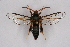  ( - CCDB-04609 F12)  @13 [ ] CreativeCommons - Attribution Non-Commercial Share-Alike (2010) Sesiidae Research Group Sesiidae Research Group