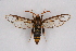  ( - CCDB-04609 G01)  @12 [ ] CreativeCommons - Attribution Non-Commercial Share-Alike (2010) Sesiidae Research Group Sesiidae Research Group