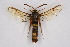  ( - CCDB-04609 G02)  @13 [ ] CreativeCommons - Attribution Non-Commercial Share-Alike (2010) Sesiidae Research Group Sesiidae Research Group