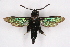  ( - CCDB-04609 G03)  @14 [ ] CreativeCommons - Attribution Non-Commercial Share-Alike (2010) Sesiidae Research Group Sesiidae Research Group