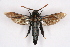  ( - CCDB-04609 G04)  @11 [ ] CreativeCommons - Attribution Non-Commercial Share-Alike (2010) Sesiidae Research Group Sesiidae Research Group