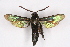  ( - CCDB-04609 G05)  @11 [ ] CreativeCommons - Attribution Non-Commercial Share-Alike (2010) Sesiidae Research Group Sesiidae Research Group