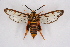  (Sphecodoptera scribai - CCDB-04609 G07)  @13 [ ] CreativeCommons - Attribution Non-Commercial Share-Alike (2010) Sesiidae Research Group Sesiidae Research Group