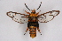  ( - CCDB-04609 G08)  @11 [ ] CreativeCommons - Attribution Non-Commercial Share-Alike (2010) Sesiidae Research Group Sesiidae Research Group