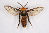  ( - CCDB-04609 G09)  @13 [ ] CreativeCommons - Attribution Non-Commercial Share-Alike (2010) Sesiidae Research Group Sesiidae Research Group