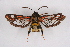  ( - CCDB-04609 G10)  @13 [ ] CreativeCommons - Attribution Non-Commercial Share-Alike (2010) Sesiidae Research Group Sesiidae Research Group