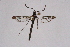  ( - CCDB-04609 H01)  @11 [ ] CreativeCommons - Attribution Non-Commercial Share-Alike (2010) Sesiidae Research Group Sesiidae Research Group