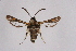  ( - CCDB-04609 H03)  @11 [ ] CreativeCommons - Attribution Non-Commercial Share-Alike (2010) Sesiidae Research Group Sesiidae Research Group