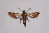  ( - CCDB-04608 H11)  @11 [ ] CreativeCommons - Attribution Non-Commercial Share-Alike (2010) Sesiidae Research Group Sesiidae Research Group